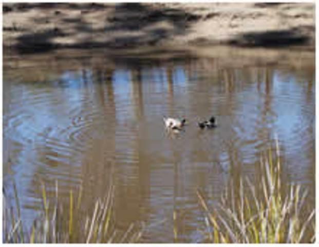 Gumleaves Bush Holidays Little Swanport Buitenkant foto
